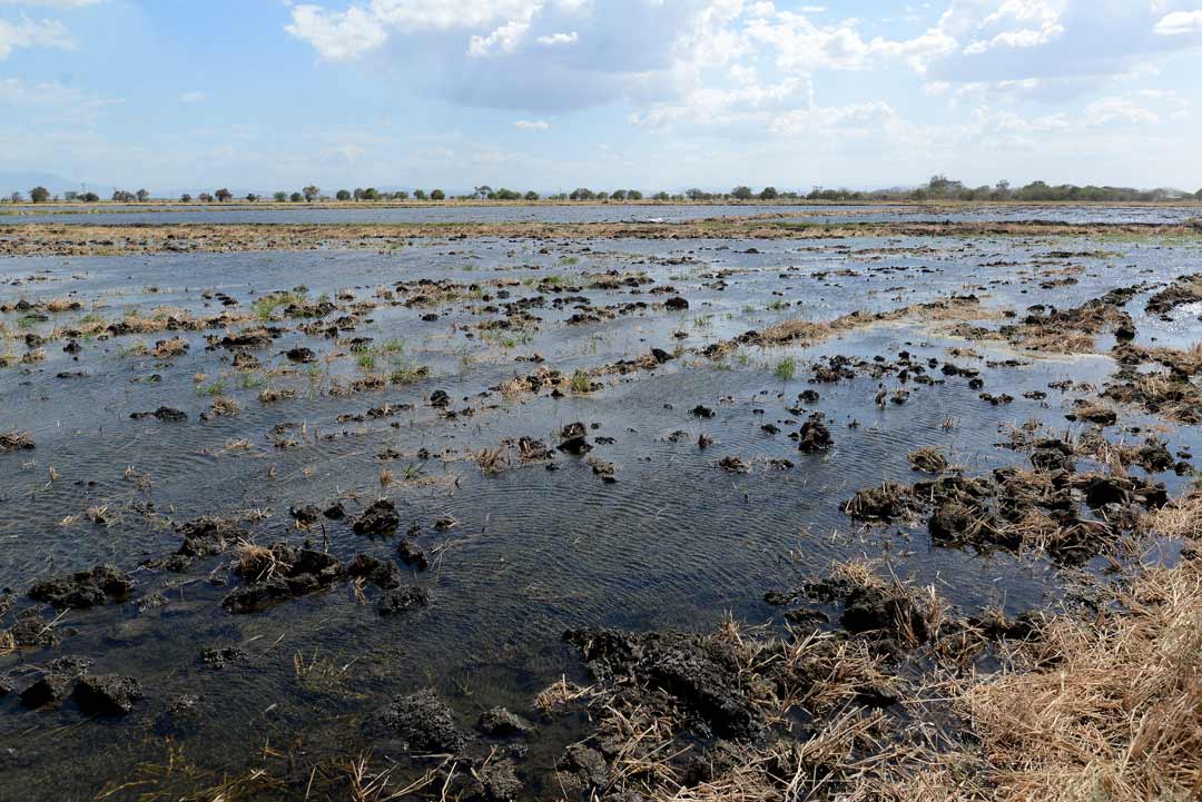Carlos Herrera | Confidencial