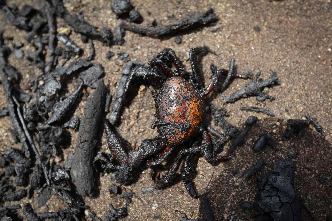 Carlos Herrera | Confidencial