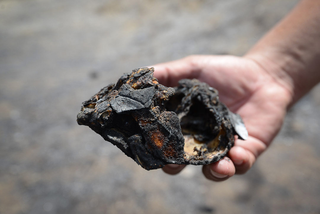 Especies locales quedaron calcinadas tras el incendio. Carlos Herrera | Confidencial