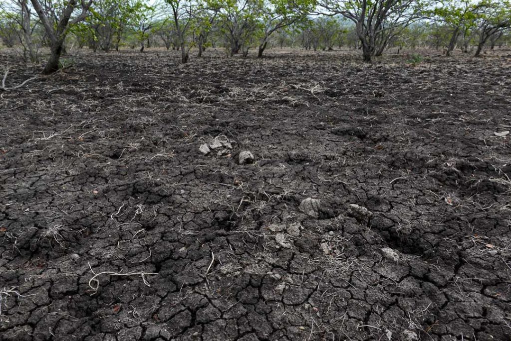 La sequía golpeó con fuerza a las zonas productivas del norte y centro del país. Carlos Herrera/Confidencial.