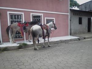 Caballo1