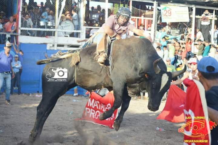 Toros, montados, barrera