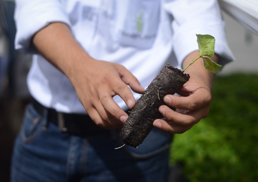 En los viveros se reemplazó la bolsa plástica por un empaque biodegradable. Carlos Herrera / Confidencial