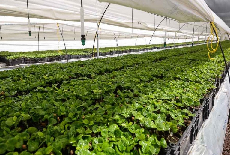 La empresa pretende producir 10 millones de plantas al año. Carlos Herrera / Confidencial