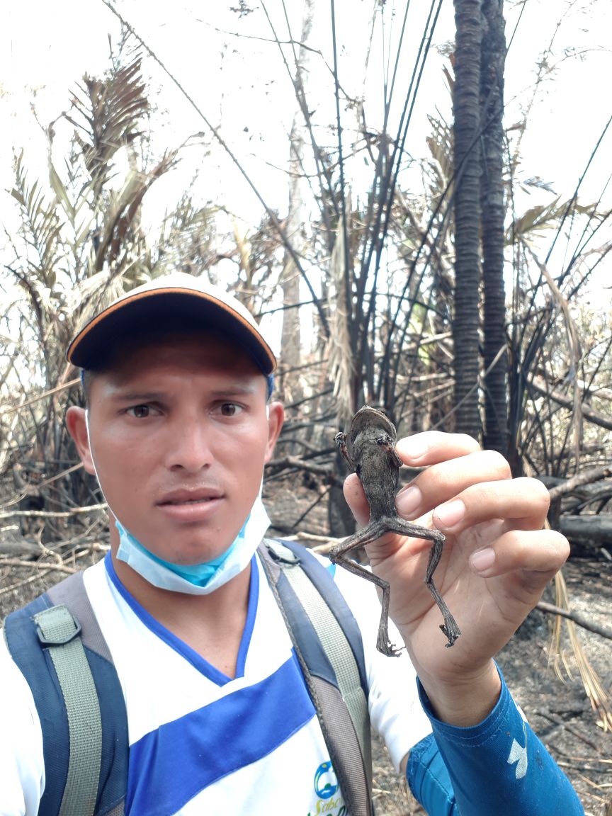 Holman Romero, guardaparque del Gobierno Territorial Rama y Kriol, muestra parte de la fauna afectada por el incendio en Indio Maíz | Cortesía | Fundación del Río