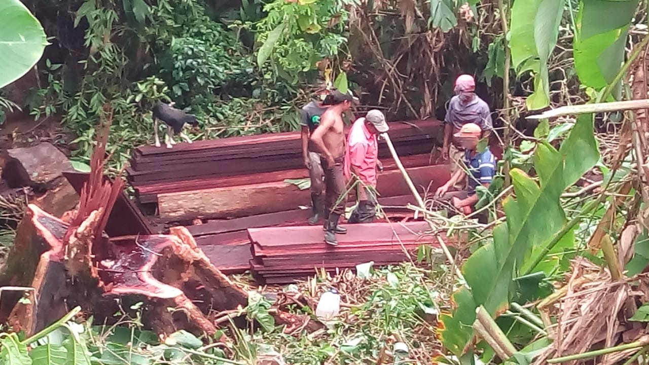 Los invasores han saqueado los bosques. Los comunitarios denunciaron que al menos 1 000 metros cúbicos de madera han salido de la zona. Foto: Cortesía